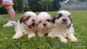 Photo №2 de l'annonce № 143616 de la vente shih tzu - acheter à Pologne éleveur