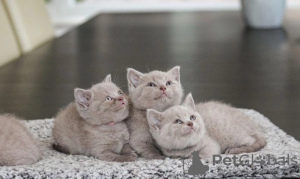 Photo №1. british shorthair - à vendre en ville de Вадуц | Gratuit | Annonce № 120714