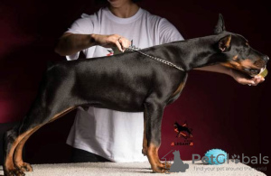 Photo №2 de l'annonce № 106136 de la vente dobermann - acheter à Serbie 