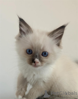 Photo №1. ragdoll - à vendre en ville de Calw | 350€ | Annonce № 153584