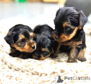 Photo №2 de l'annonce № 176366 de la vente biewer yorkshire terrier - acheter à USA éleveur