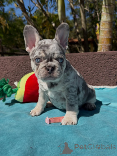 Photo №2 de l'annonce № 174878 de la vente bouledogue - acheter à France annonce privée