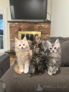 Photo №2 de l'annonce № 177803 de la vente maine coon - acheter à Allemagne éleveur