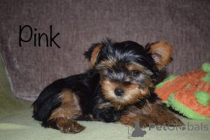 Photo №2 de l'annonce № 168487 de la vente yorkshire terrier - acheter à Suède annonce privée, éleveur