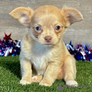 Photo №2 de l'annonce № 169017 de la vente chihuahua - acheter à Allemagne annonce privée