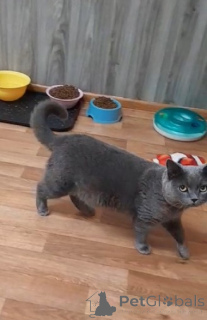 Photo №3. Cat Winter attend des propriétaires attentionnés. Fédération de Russie