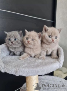 Photo №1. british shorthair - à vendre en ville de Geraardsbergen | Gratuit | Annonce № 115776