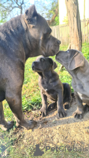 Photo №1. cane corso - à vendre en ville de Šabac | négocié | Annonce №73112