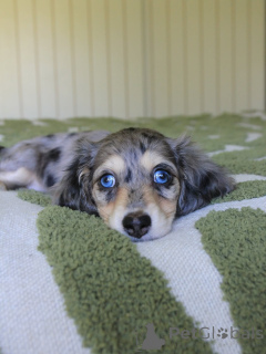 Photo №1. teckel - à vendre en ville de Hannover | négocié | Annonce №144407