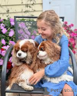 Photo №1. cavalier king charles spaniel - à vendre en ville de Amsterdam | 700€ | Annonce №162729