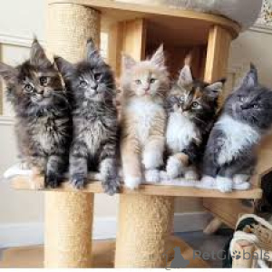 Photo №1. maine coon - à vendre en ville de Vienne | 700€ | Annonce № 163381