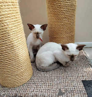 Photo №1. oriental shorthair - à vendre en ville de Eschborn | Gratuit | Annonce № 173921