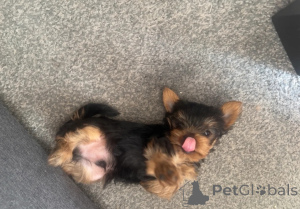 Photo №4. Je vais vendre yorkshire terrier en ville de Canton de Pennsylvanie. annonce privée - prix - négocié