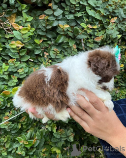 Photo №2 de l'annonce № 42826 de la vente shih tzu - acheter à USA éleveur