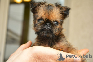 Photo №4. Je vais vendre griffon bruxellois en ville de Belgrade. éleveur - prix - négocié