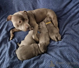 Photo №1. staffordshire bull terrier - à vendre en ville de Belen | 580€ | Annonce №175713
