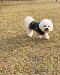 Photo №1. bichon maltais - à vendre en ville de Berlin | 550€ | Annonce №167176