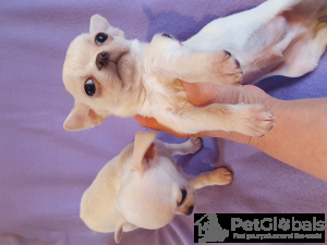 Photo №3. Un charmant petit garçon, Chihuahua Puppy à Tbilissi et Batumi.. Georgia