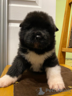 Photos supplémentaires: American Akita Fluffy Girl à vendre