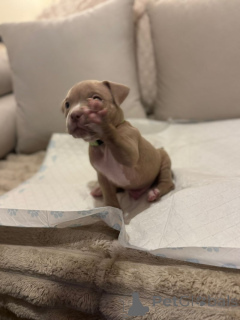 Photo №4. Je vais vendre american bully en ville de Villingen-Schwenningen.  - prix - 1000€