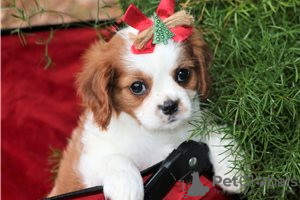 Photo №3. Adorables chiots Cavalier King Charles en adoption gratuite. Allemagne