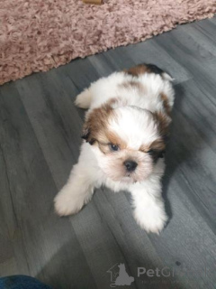 Photo №2 de l'annonce № 158935 de la vente shih tzu - acheter à Monténégro annonce privée