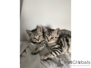 Photo №1. bengal - à vendre en ville de Dubai | Gratuit | Annonce № 17429