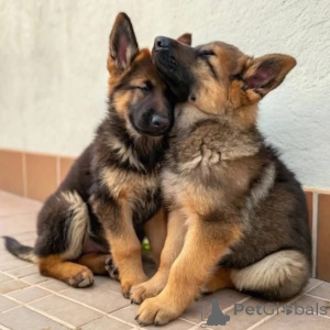 Photo №1. berger allemand - à vendre en ville de Munich | négocié | Annonce №158379