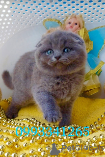 Photo №1. scottish fold - à vendre en ville de Пршибрам | 10411€ | Annonce № 127486