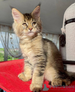 Photo №3. De mignons et adorables chatons Maine coon en bonne santé sont maintenant. Suisse