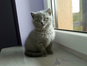 Photo №3. Chatons British Shorthair, veuillez me contacter via WhatsApp 49 15219491597. Allemagne