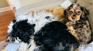 Photo №1. cocker américain - à vendre en ville de Berlin | 1000€ | Annonce №139039