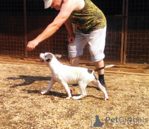 Photo №4. Je vais vendre american staffordshire terrier en ville de Pushkino.  - prix - Gratuit