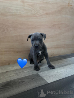 Photo №3. Pentuja Staffordshire Bullterrier. La finlande