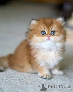 Photo №4. Je vais vendre british longhair en ville de Marseille. annonce privée, éleveur - prix - 500€