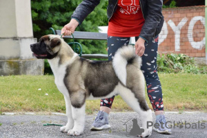 Photo №1. akita américain - à vendre en ville de Kiev | 2000€ | Annonce №59153