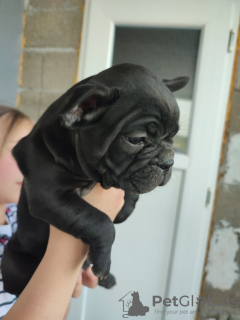 Photos supplémentaires: chiots bouledogue francais a vendre