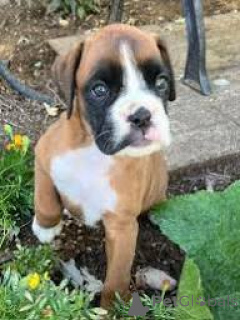 Photo №2 de l'annonce № 165798 de la vente boxer - acheter à Italie annonce privée, éleveur