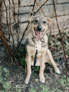 Photo №1. chien bâtard - à vendre en ville de Minsk | Gratuit | Annonce №164579