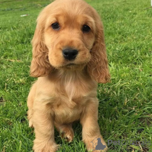Photo №2 de l'annonce № 171706 de la vente labrador retriever - acheter à Belgique annonce privée
