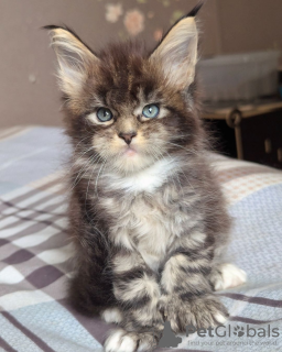 Photo №1. maine coon - à vendre en ville de Paris | négocié | Annonce № 114043