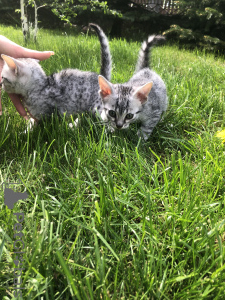 Photo №2 de l'annonce № 51012 de la vente  - acheter à Pologne éleveur