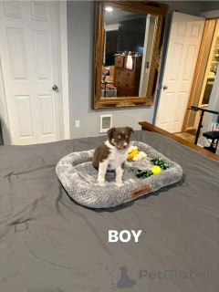 Photo №1. berger australien - à vendre en ville de Munich | 1000€ | Annonce №137778