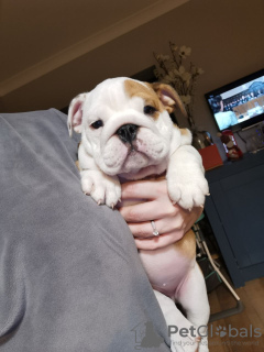 Photo №4. Je vais vendre bulldog anglais en ville de Апелдорн. annonce privée - prix - 385€