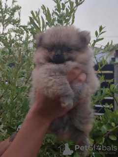 Photo №4. Je vais vendre spitz nain en ville de Loznica. annonce privée - prix - négocié