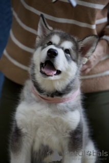 Photo №2 de l'annonce № 88248 de la vente malamute de l'alaska - acheter à Fédération de Russie éleveur