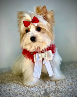 Photo №1. biewer yorkshire terrier - à vendre en ville de Berlin | 500€ | Annonce №138122