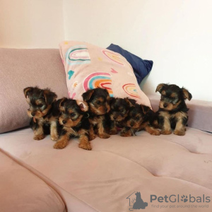 Photo №1. yorkshire terrier - à vendre en ville de Tampa | 425€ | Annonce №129575