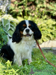 Photo №1. cavalier king charles spaniel - à vendre en ville de Minsk | négocié | Annonce №171113