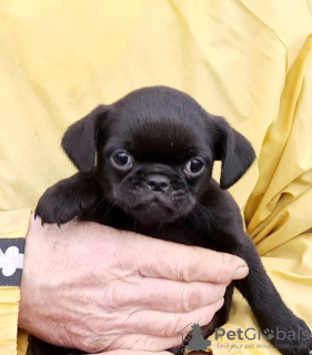 Photo №4. Je vais vendre petit brabançon en ville de Daugavpils. annonce privée - prix - 500€